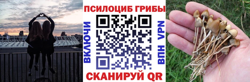 купить наркотики сайты  Баксан  hydra сайт  Псилоцибиновые грибы GOLDEN TEACHER 